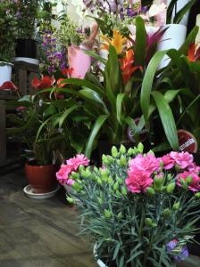 今日も暑い日で・・・｜「フラワーショップ花よど」　（熊本県天草市の花キューピット加盟店 花屋）のブログ