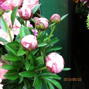 季節のお花。。｜「フラワーショップ花よど」　（熊本県天草市の花キューピット加盟店 花屋）のブログ