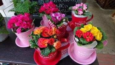 鉢物が入荷致しました☆｜「フラワーショップ花よど」　（熊本県天草市の花キューピット加盟店 花屋）のブログ