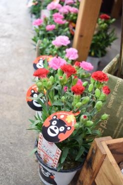 母の日へ向けて！｜「フラワーショップ花よど」　（熊本県天草市の花キューピット加盟店 花屋）のブログ