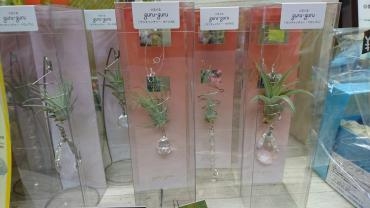 鉢物入荷しています。新商品も入りました☆｜「フラワーショップ花よど」　（熊本県天草市の花キューピット加盟店 花屋）のブログ
