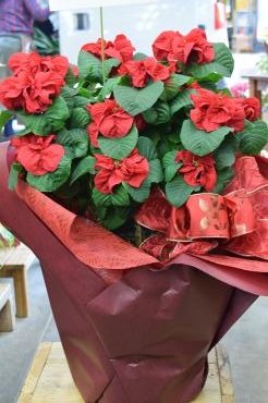 ポインセチア ウィンターローズ 花屋ブログ 熊本県天草市の花屋 フラワーショップ花よどにフラワーギフトはお任せください 当店は 安心と信頼の花キューピット加盟店です 花キューピットタウン
