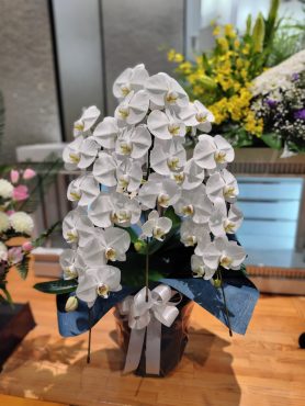 ご葬儀の胡蝶蘭のお届け｜「フラワーショップ花よど」　（熊本県天草市の花キューピット加盟店 花屋）のブログ