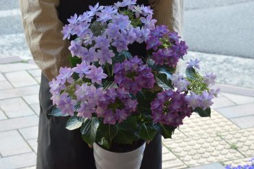 オススメアジサイ♪｜「フラワーショップ花よど」　（熊本県天草市の花キューピット加盟店 花屋）のブログ