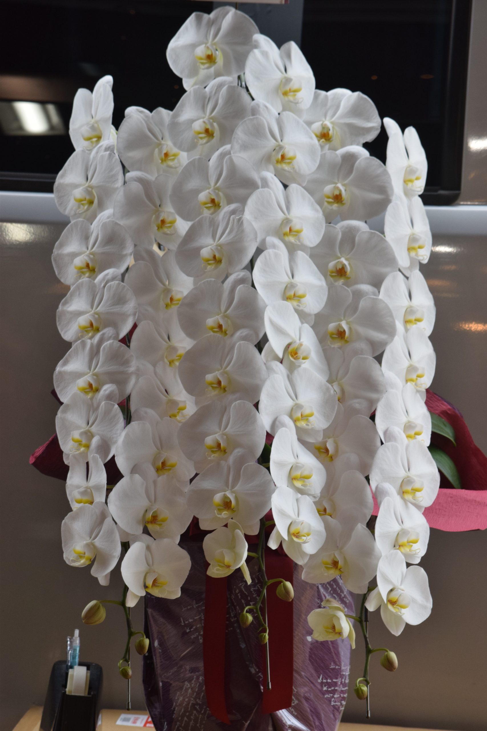 胡蝶蘭♪｜「フラワーショップ花よど」　（熊本県天草市の花キューピット加盟店 花屋）のブログ