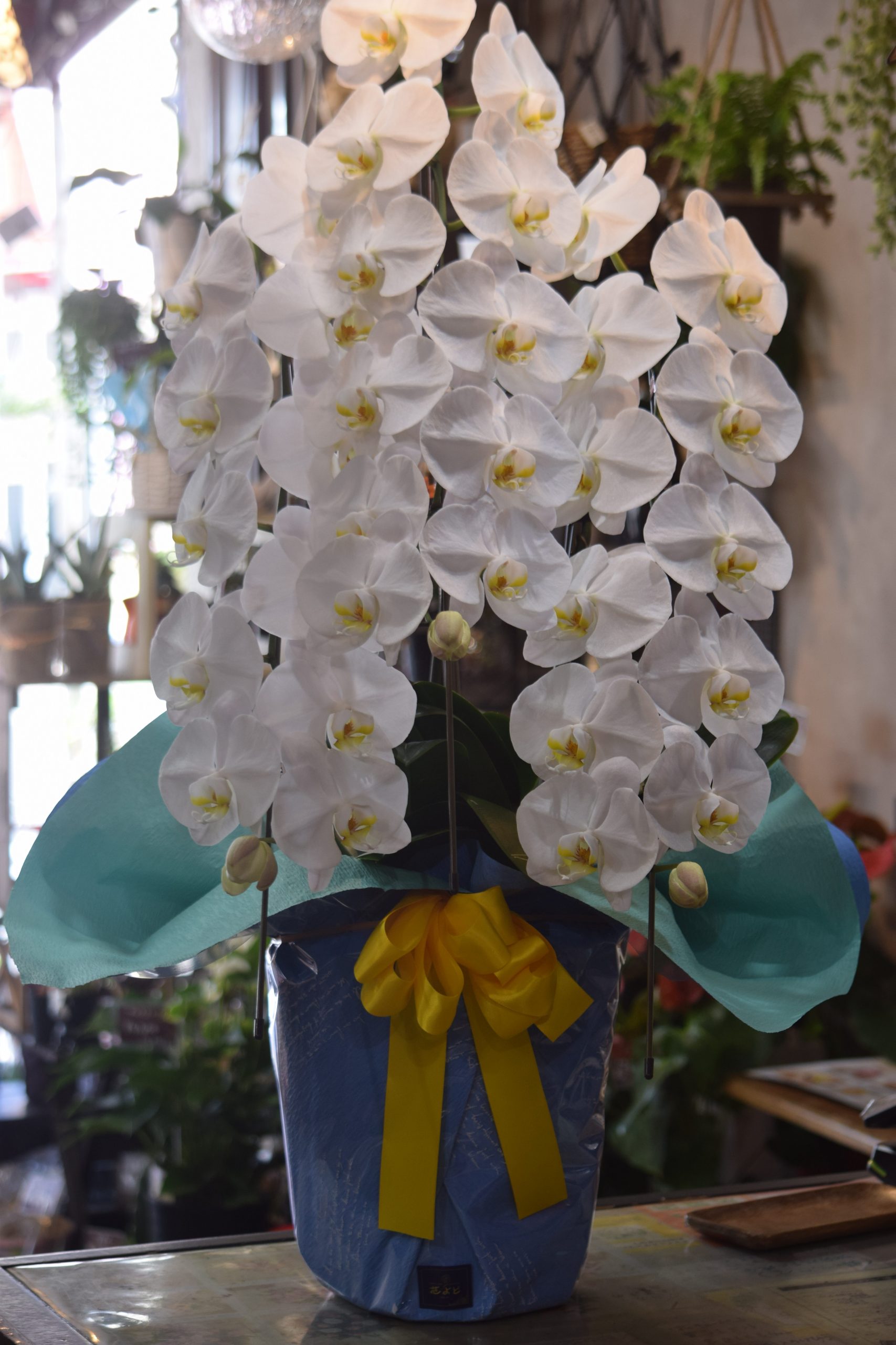 開店祝の胡蝶蘭