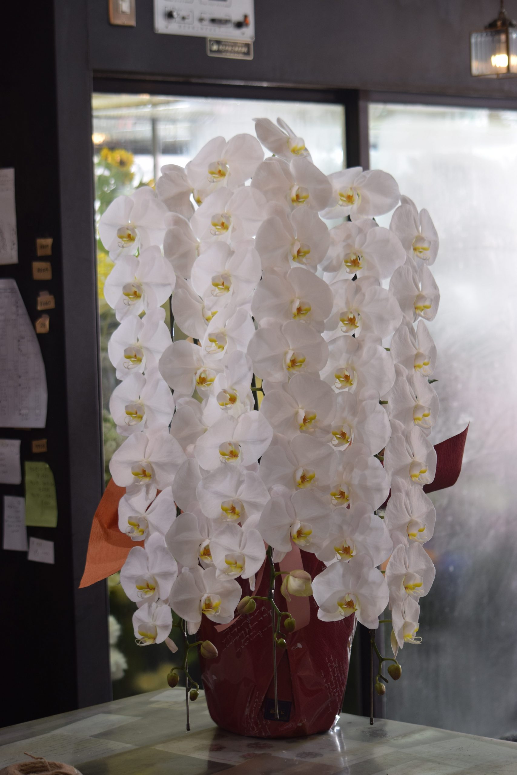 開店祝お届け胡蝶蘭