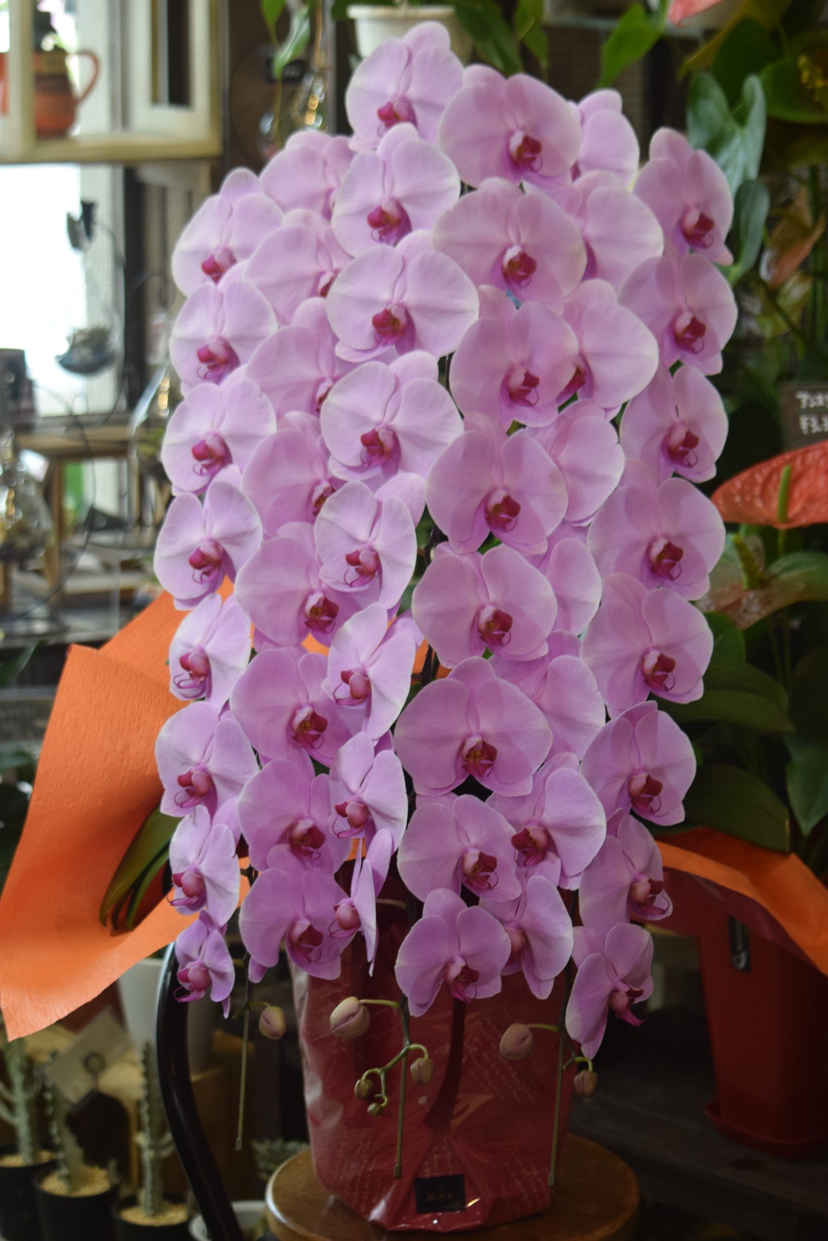 ご就任祝ピンク胡蝶蘭｜「フラワーショップ花よど」　（熊本県天草市の花キューピット加盟店 花屋）のブログ