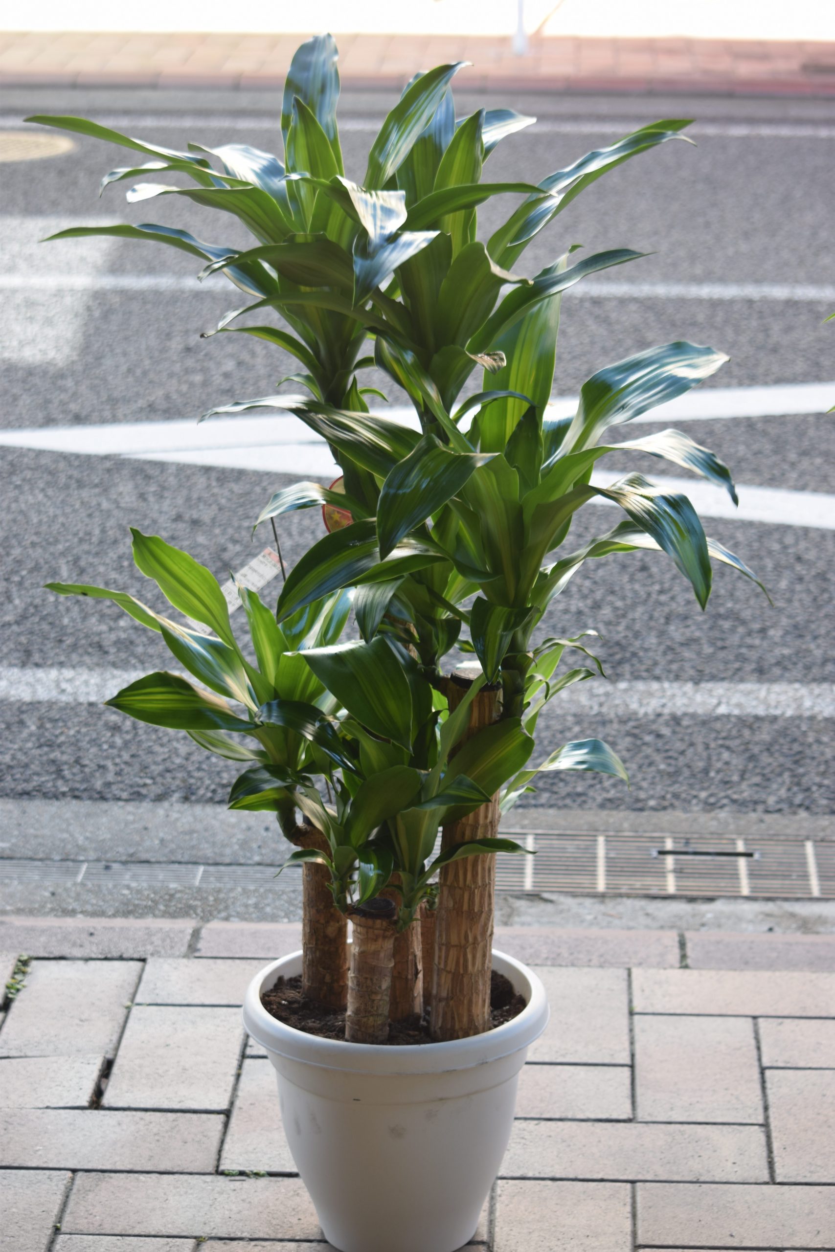 観葉植物|「フラワーショップ花よど」　（熊本県天草市の花屋）のブログ