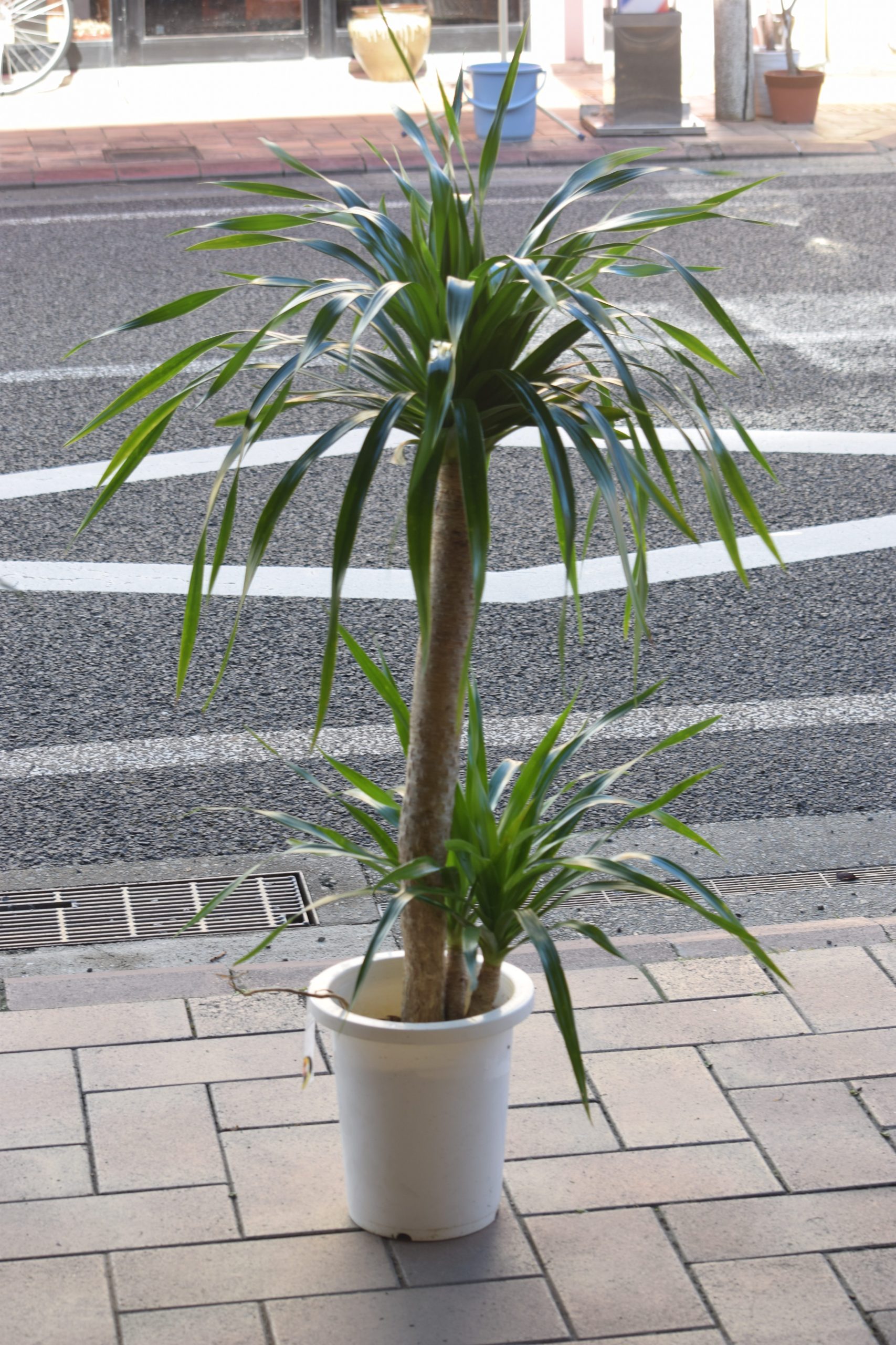 観葉植物　ドラセナ…