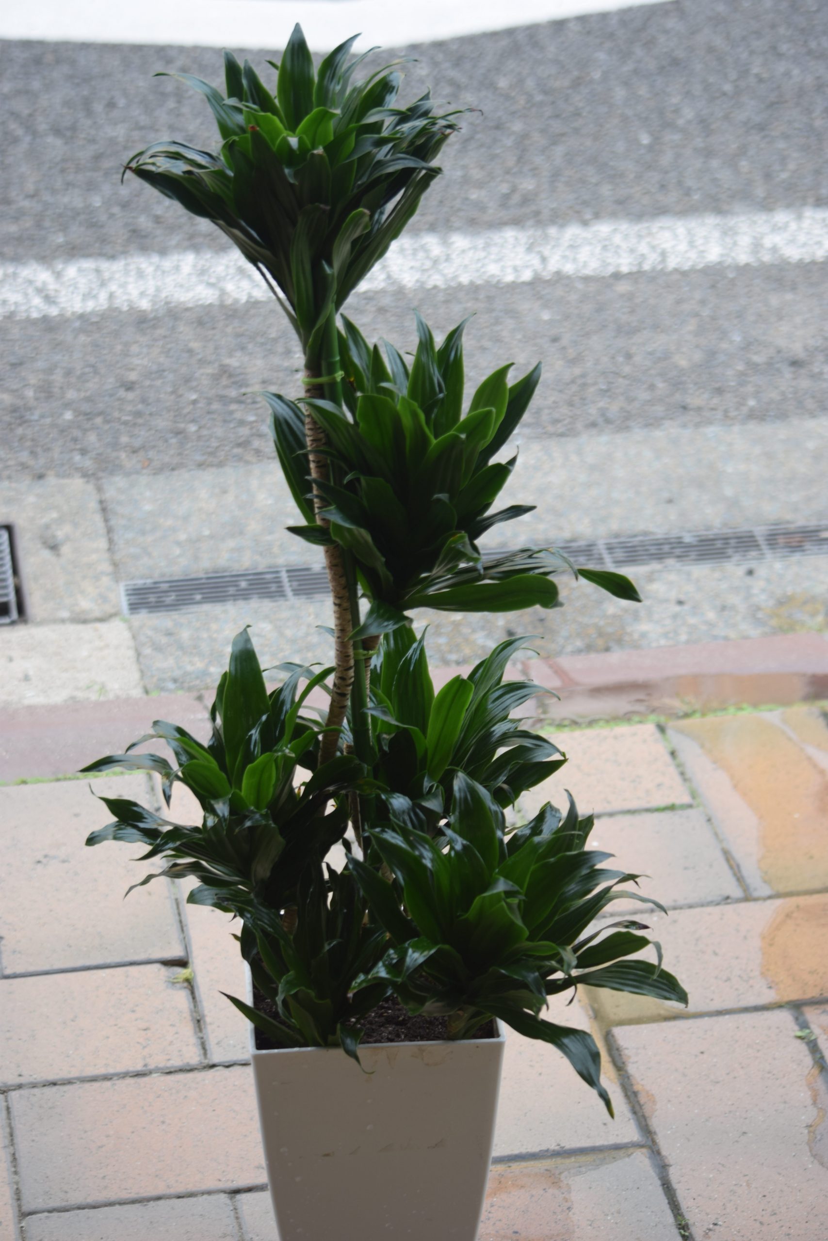 観葉植物　ドラセナ…