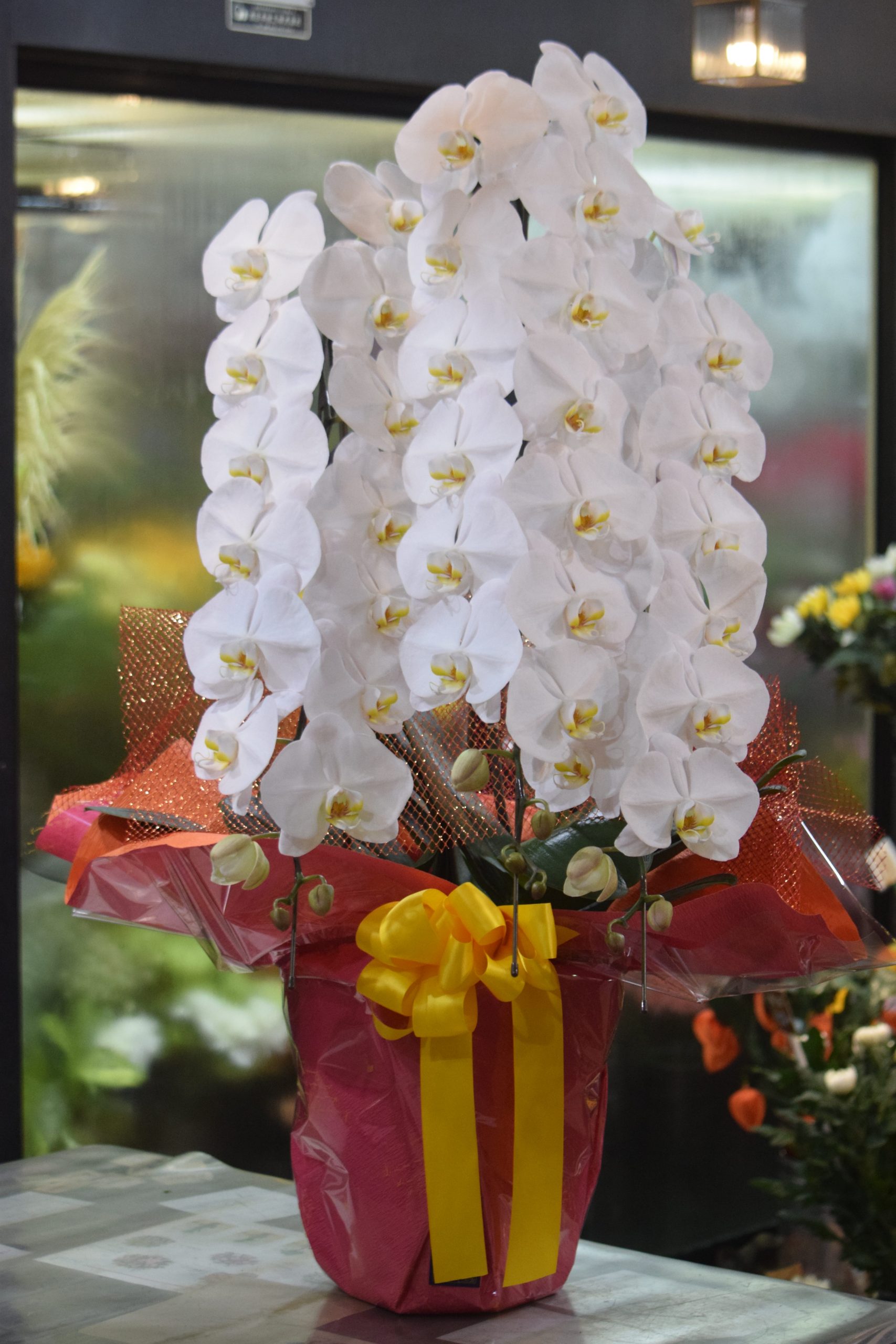 移転の御祝　胡蝶蘭｜「フラワーショップ花よど」　（熊本県天草市の花キューピット加盟店 花屋）のブログ