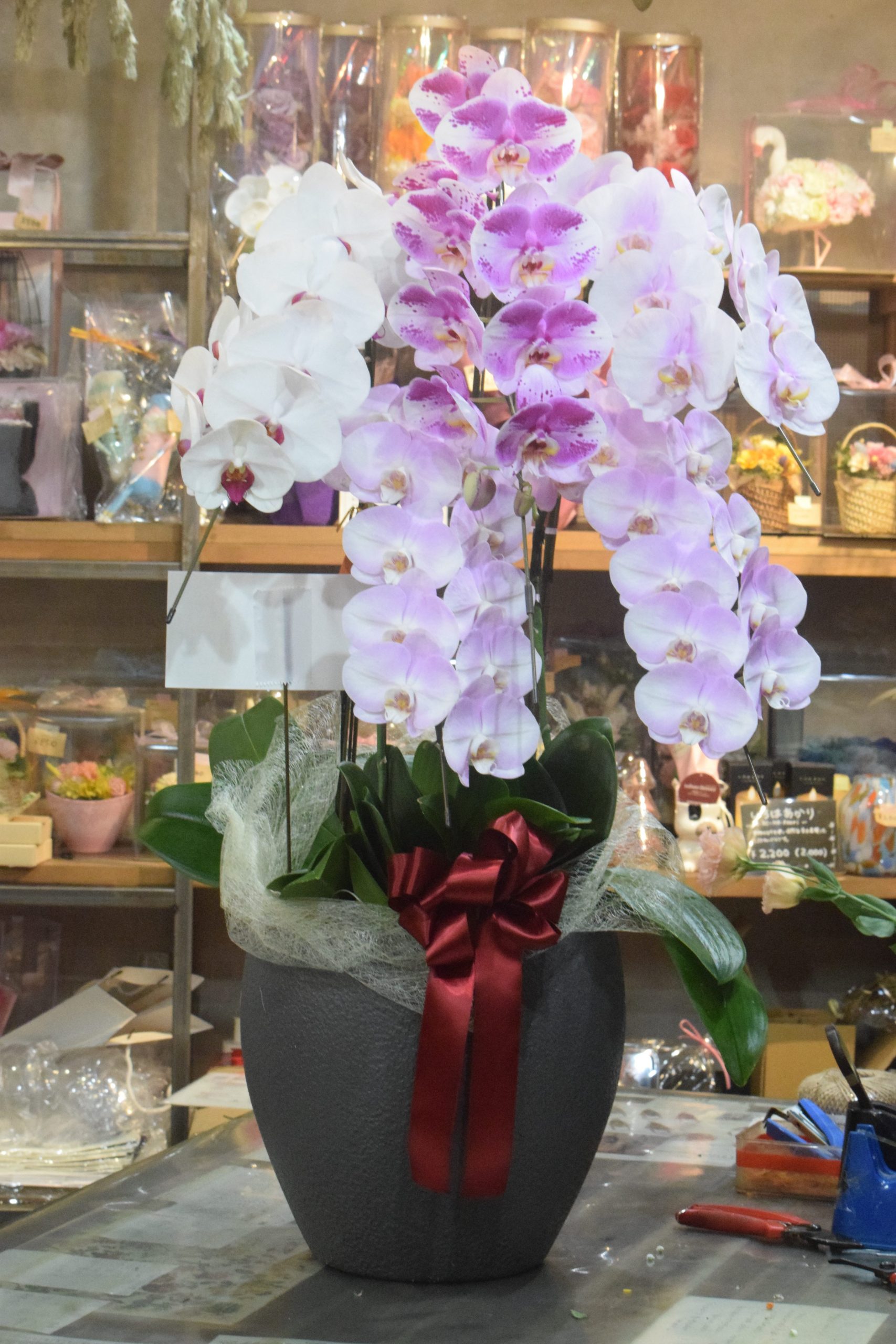 ピンク系胡蝶蘭5本立ち色ミックス「フラワーショップ花よど」（熊本県天草市の花屋）のギャラリー写真