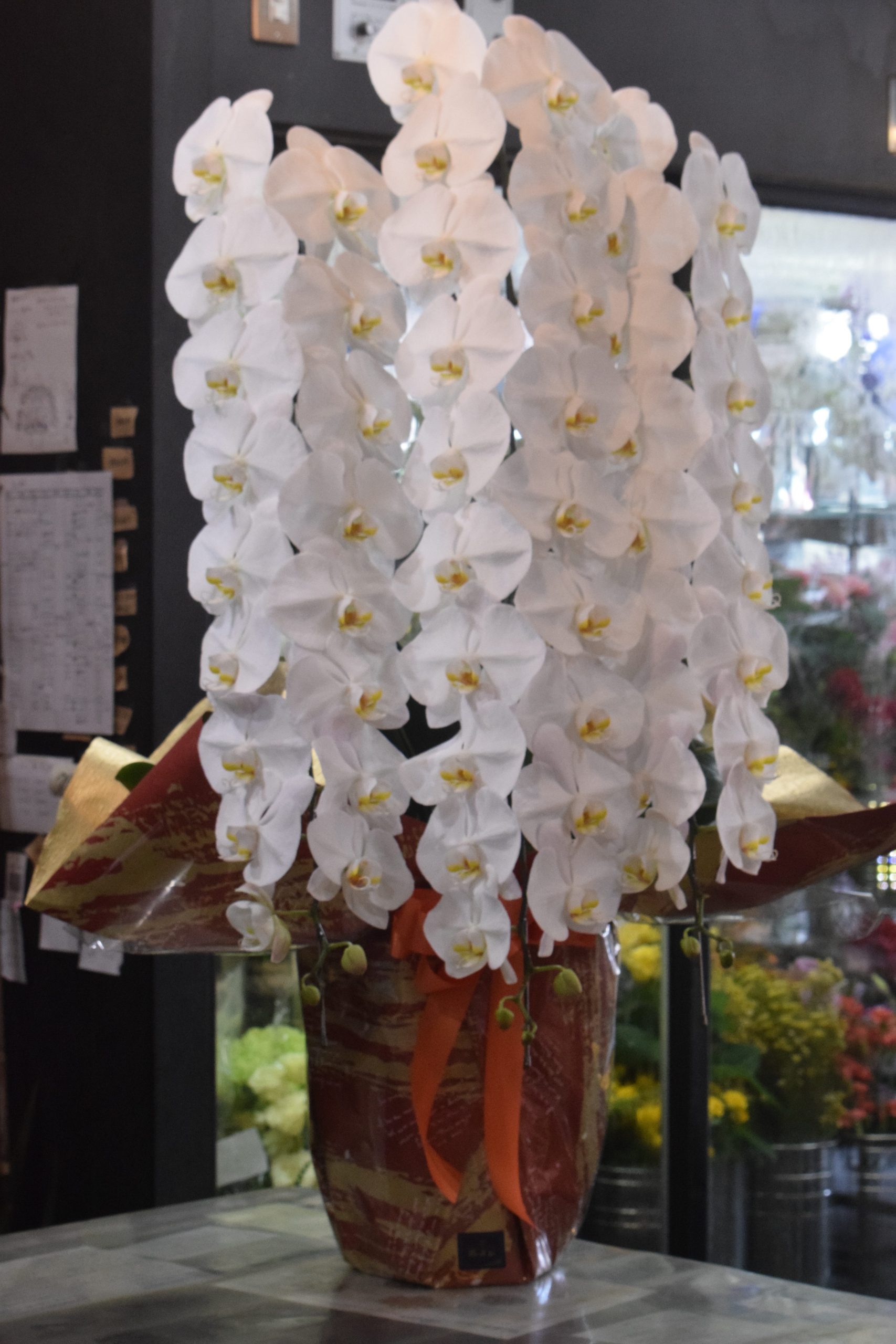 お祝い胡蝶蘭｜「フラワーショップ花よど」　（熊本県天草市の花キューピット加盟店 花屋）のブログ