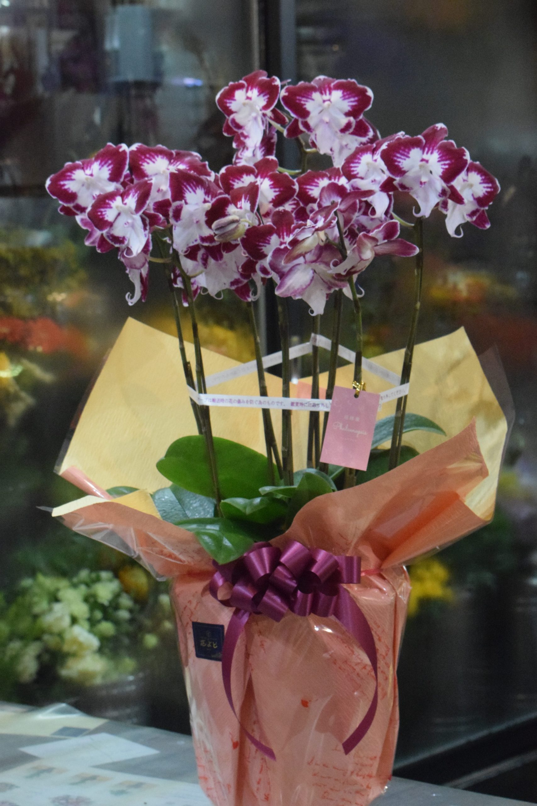 胡蝶蘭♪珍しい色です｜「フラワーショップ花よど」　（熊本県天草市の花キューピット加盟店 花屋）のブログ