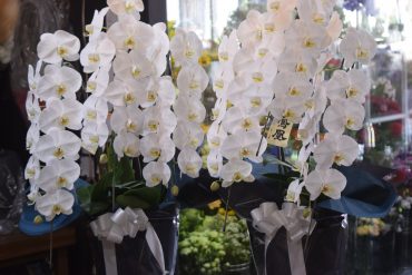 ご葬儀の胡蝶蘭1対｜「フラワーショップ花よど」　（熊本県天草市の花キューピット加盟店 花屋）のブログ