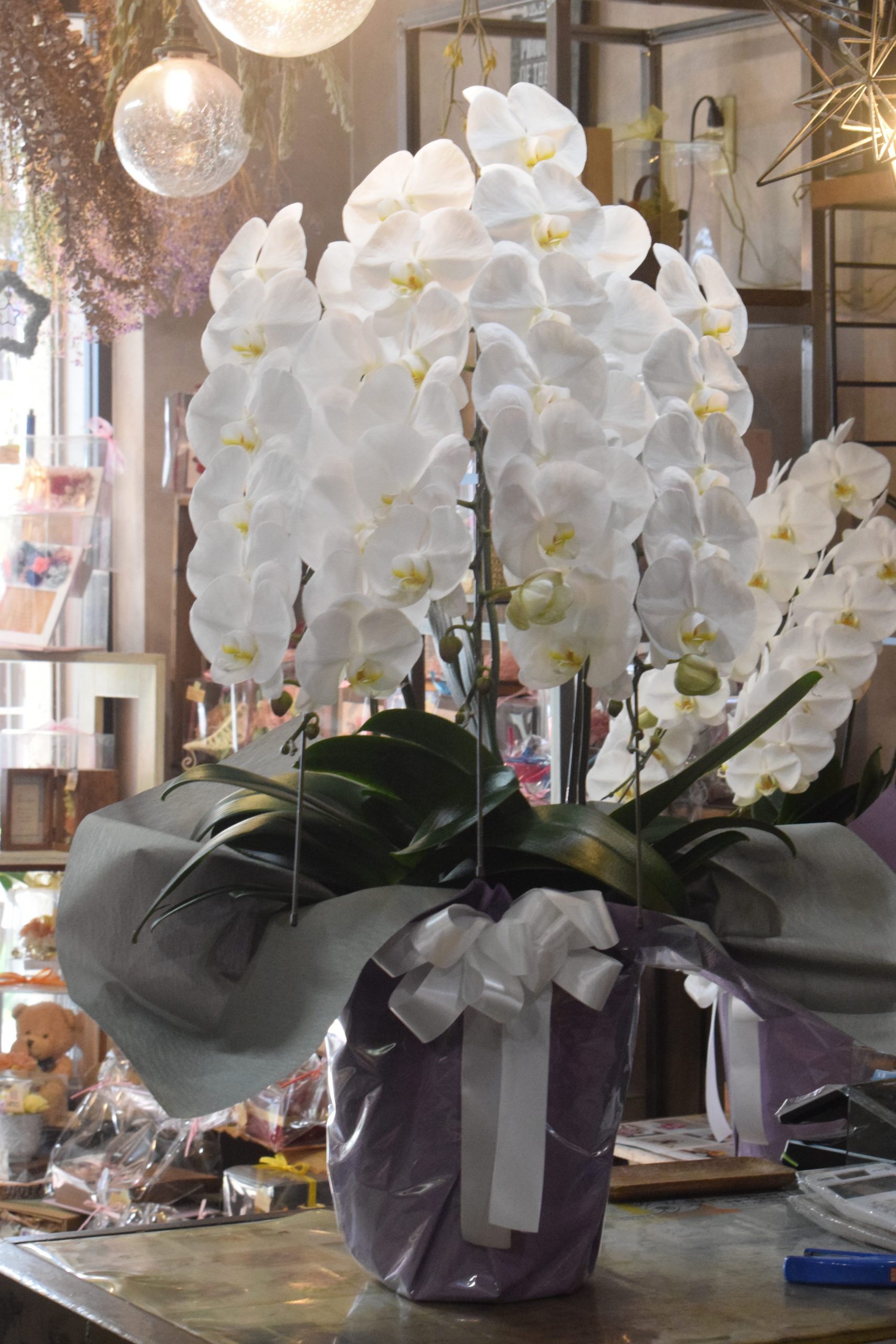 胡蝶蘭のお届けです。｜「フラワーショップ花よど」　（熊本県天草市の花キューピット加盟店 花屋）のブログ