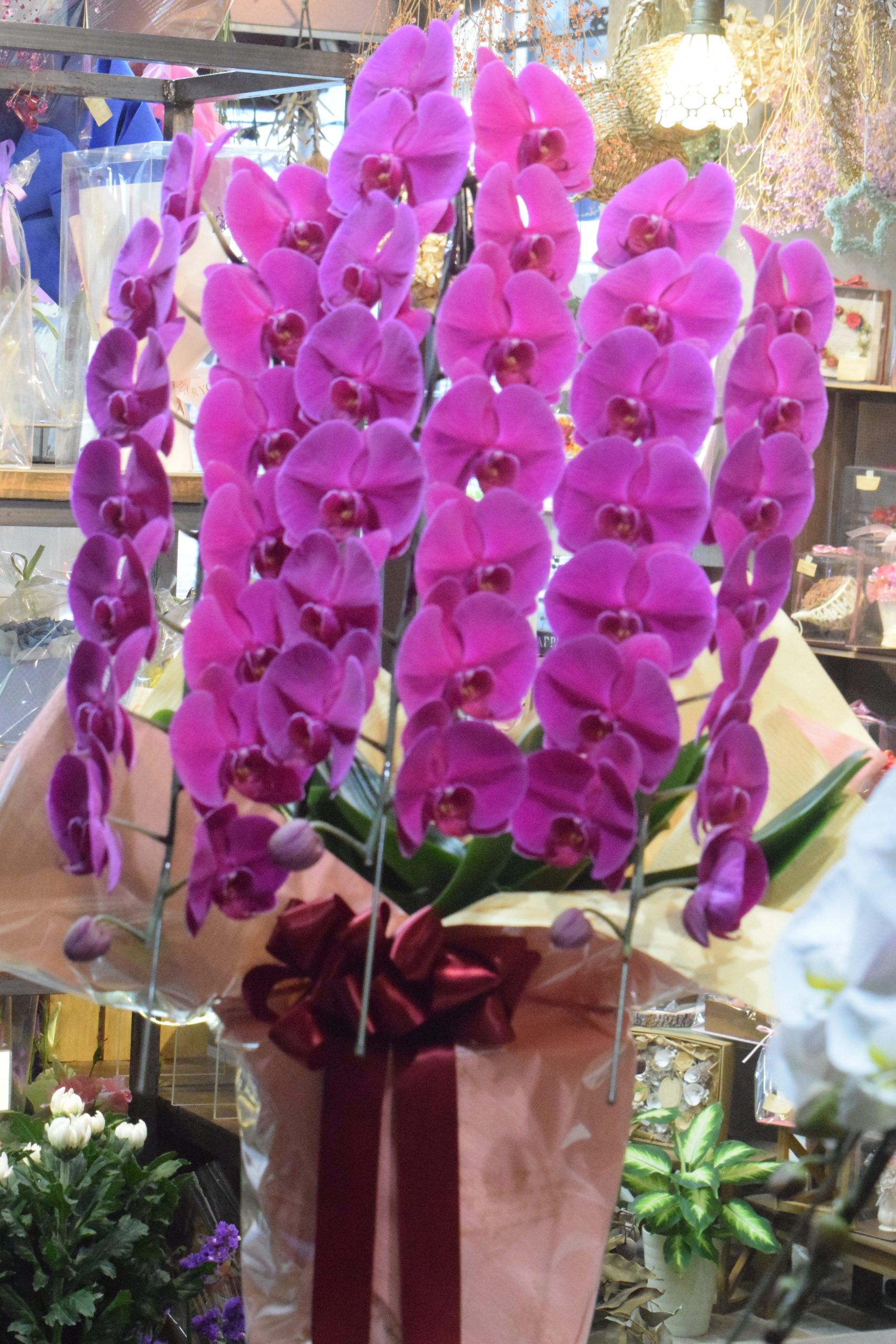 御祝ピンクの胡蝶蘭｜「フラワーショップ花よど」　（熊本県天草市の花キューピット加盟店 花屋）のブログ