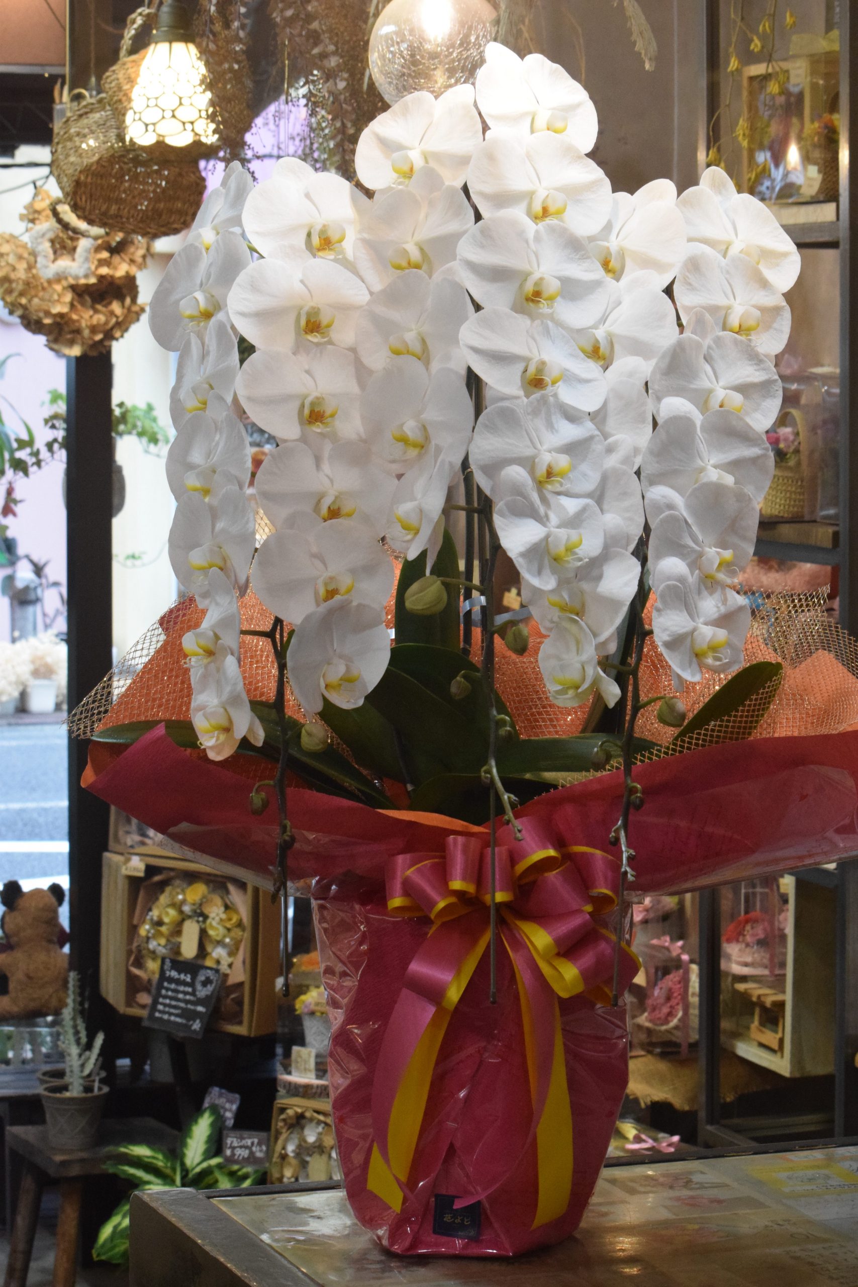 お祝い胡蝶蘭｜「フラワーショップ花よど」　（熊本県天草市の花キューピット加盟店 花屋）のブログ