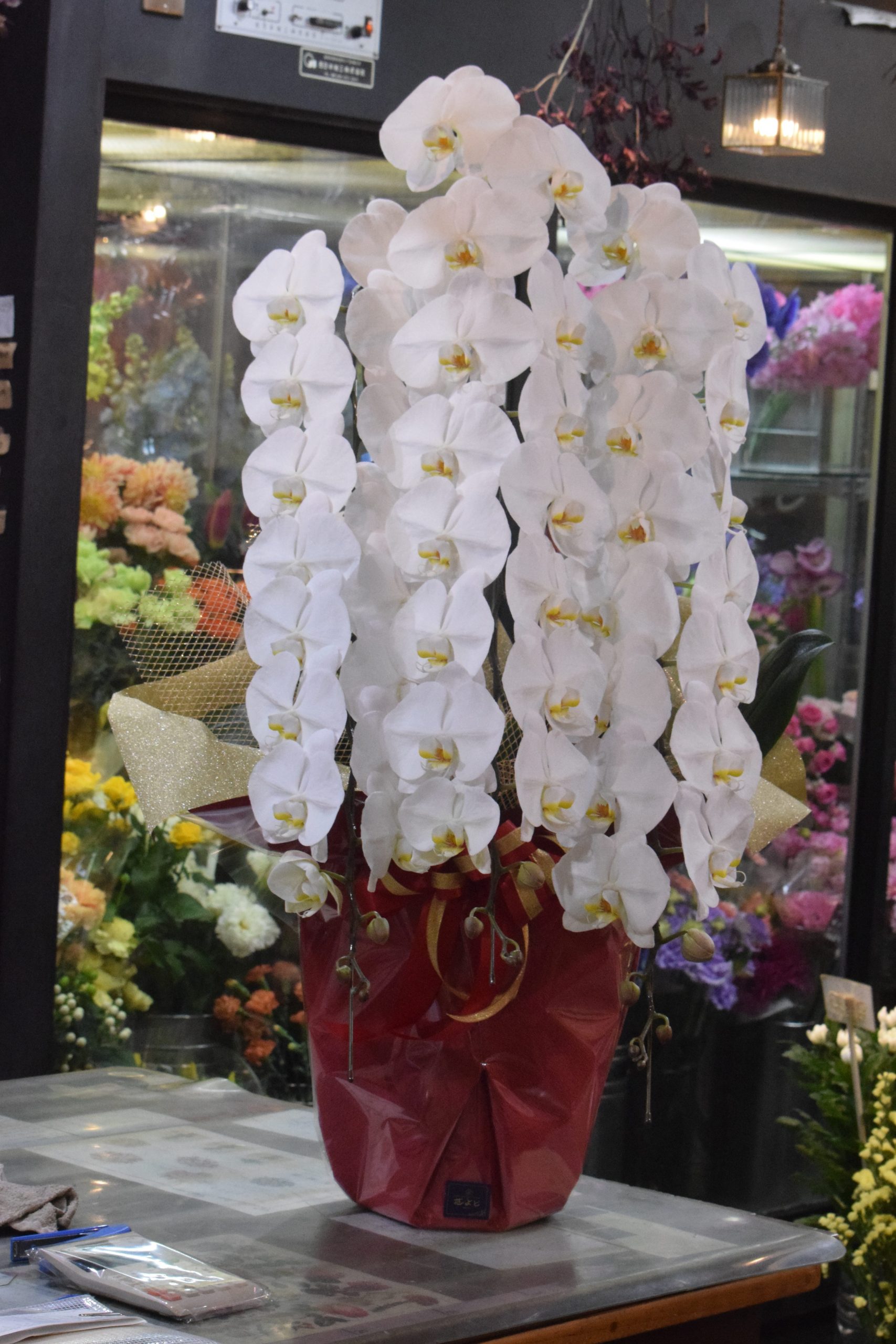 胡蝶蘭のお届けです。｜「フラワーショップ花よど」　（熊本県天草市の花キューピット加盟店 花屋）のブログ