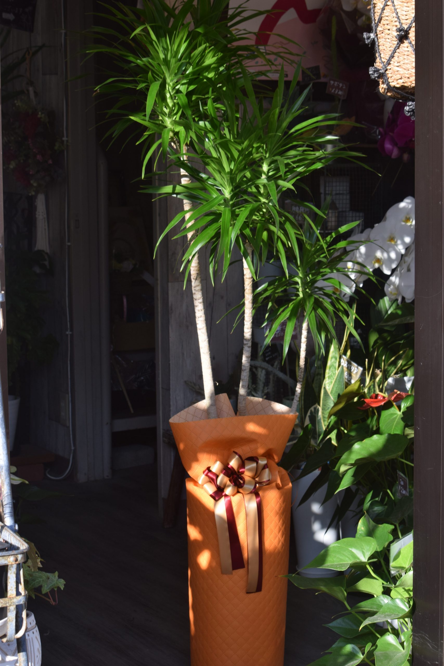 観葉植物のお届け｜「フラワーショップ花よど」　（熊本県天草市の花キューピット加盟店 花屋）のブログ