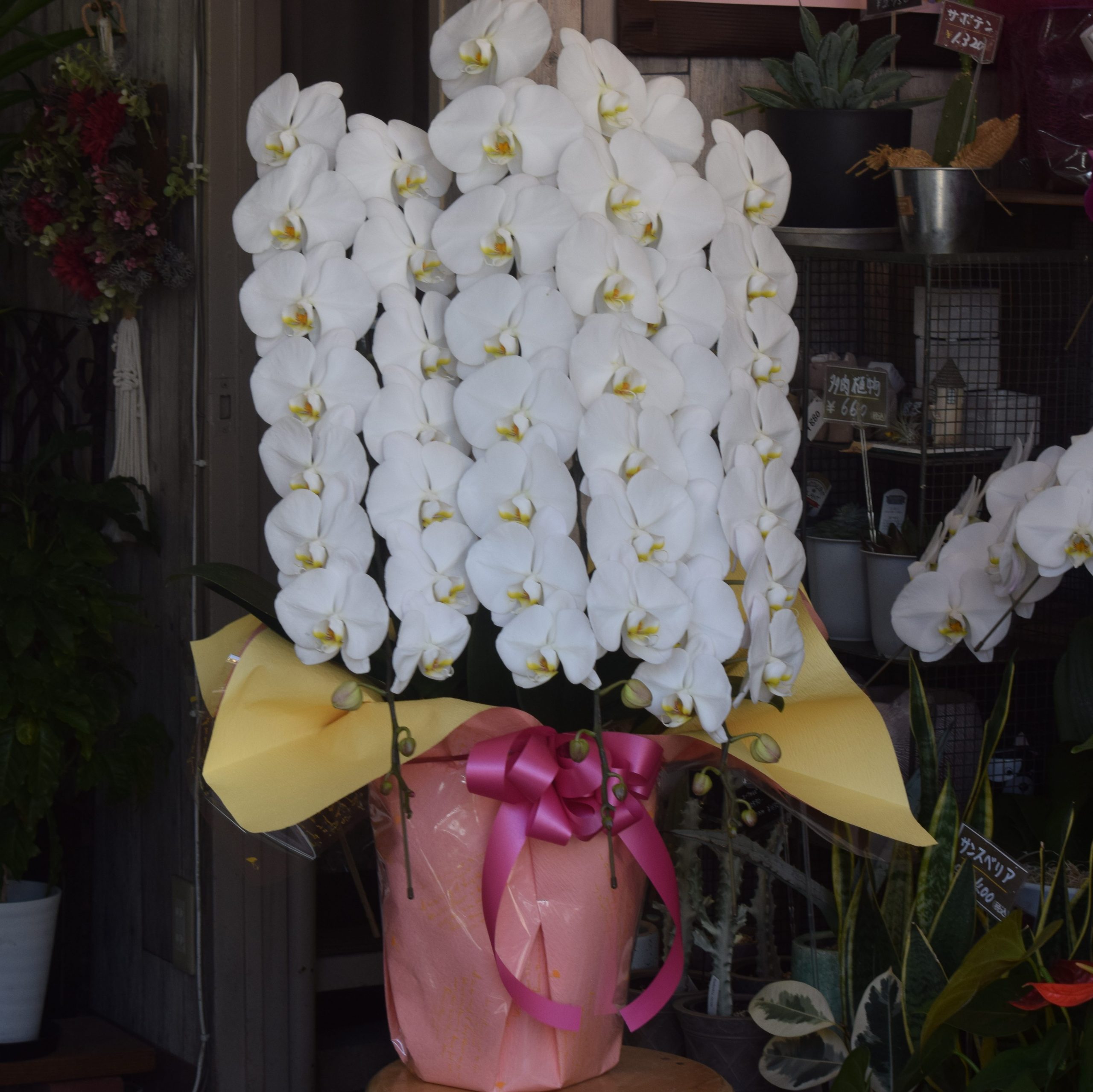 落成御祝胡蝶蘭のお届け｜「フラワーショップ花よど」　（熊本県天草市の花キューピット加盟店 花屋）のブログ