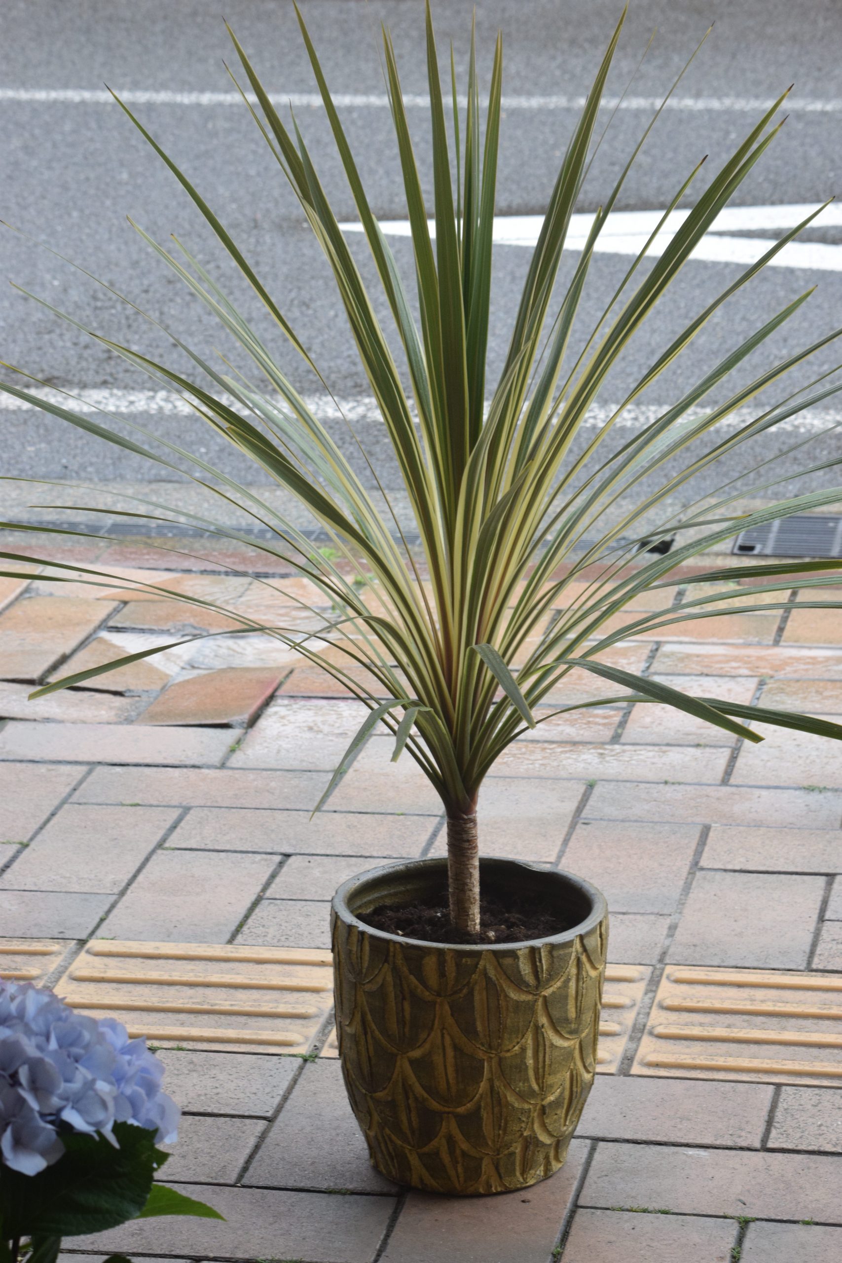 観葉植物のお届け